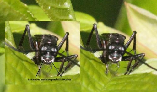 Priocnemis sp.